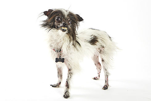 2014 winner: Peanut